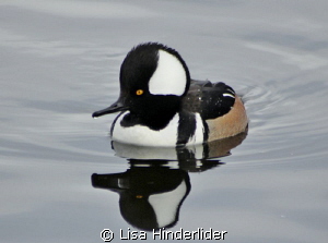 Hooded Merganser-Local pond. Spring Migration by Lisa Hinderlider 